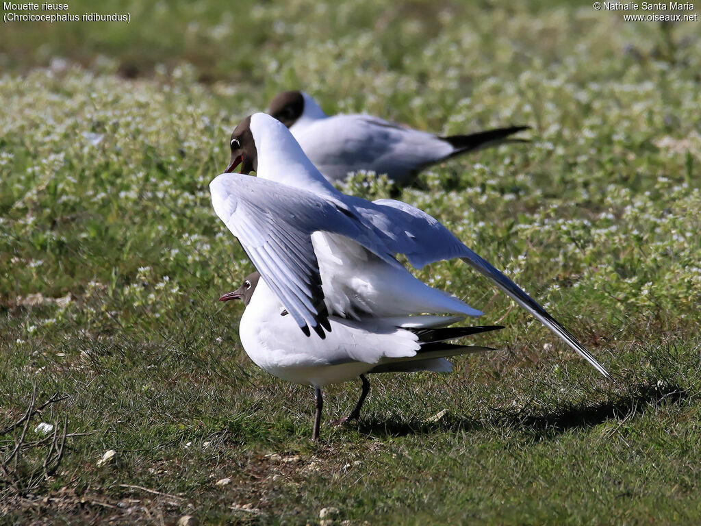 Mouette rieuseadulte, habitat, accouplement.