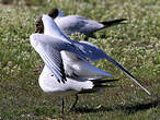 Mouette rieuse