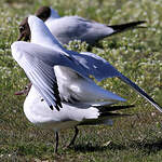 Mouette rieuse