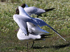 Black-headed Gull