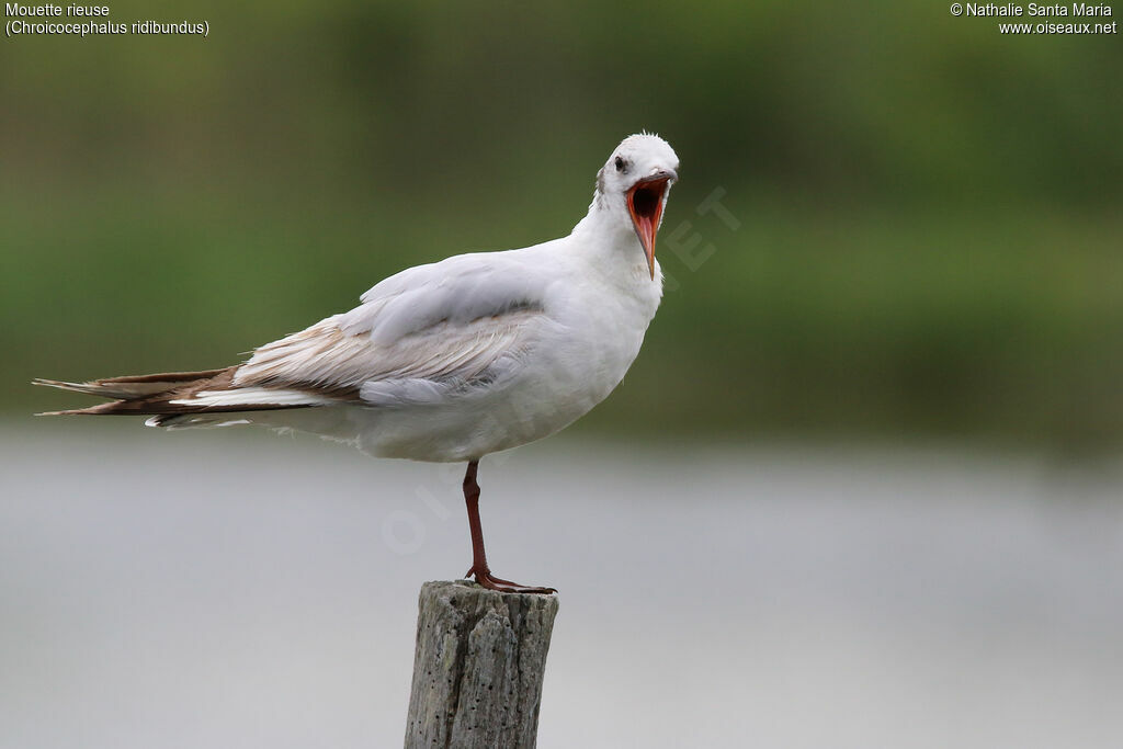 Mouette rieuseadulte transition, identification, mue, Comportement