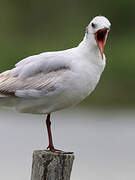 Mouette rieuse