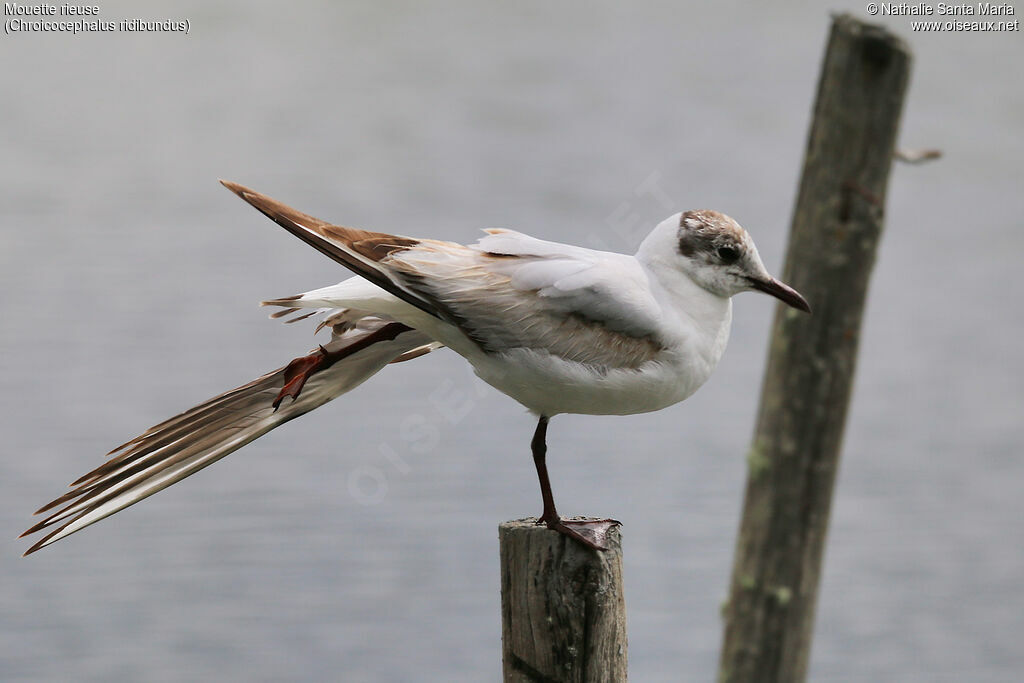 Black-headed Gulladult, identification, moulting, Behaviour