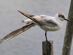 Mouette rieuse