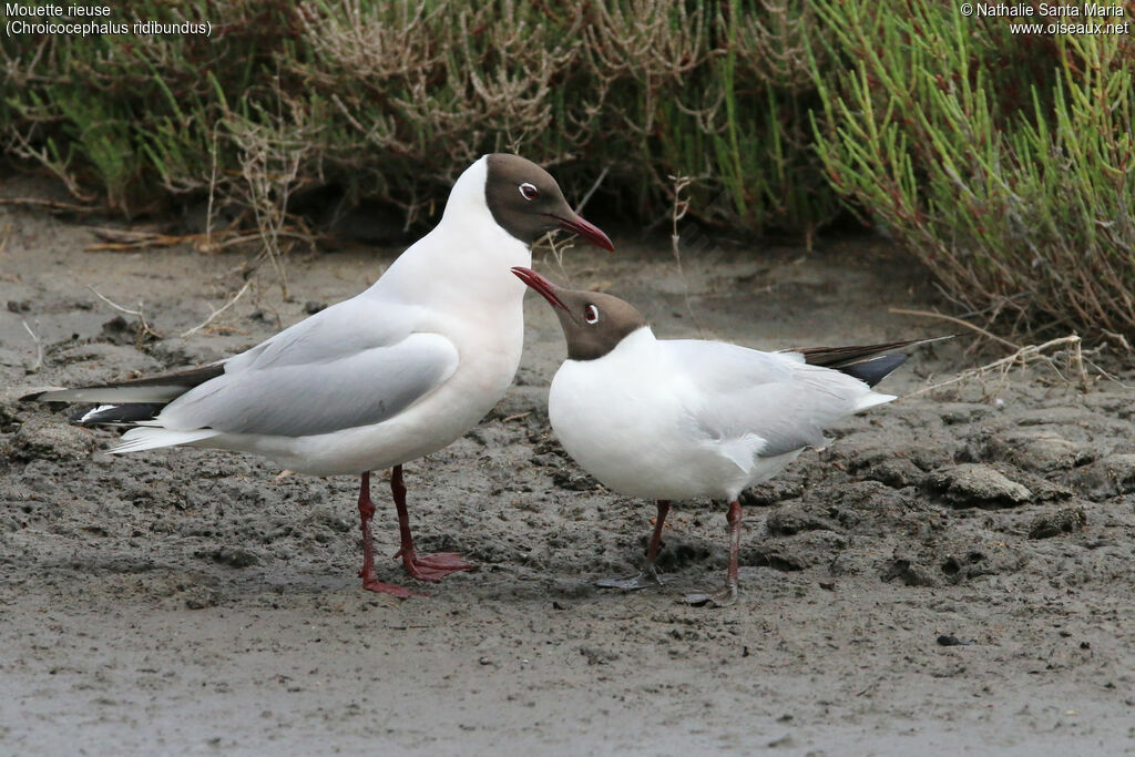 Mouette rieuseadulte, habitat, parade