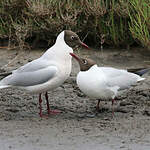 Mouette rieuse