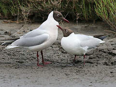 Black-headed Gull