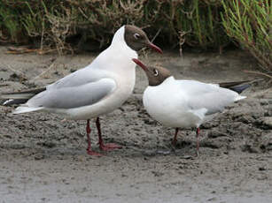 Mouette rieuse