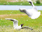 Mouette rieuse