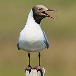 Mouette rieuse