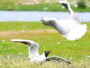 Mouette rieuse