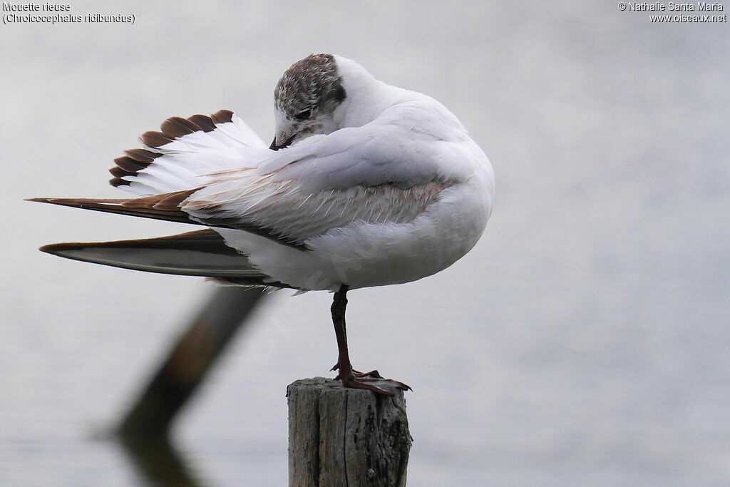 Mouette rieuseadulte transition, identification, mue, soins, Comportement