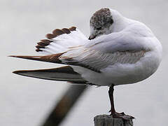 Black-headed Gull