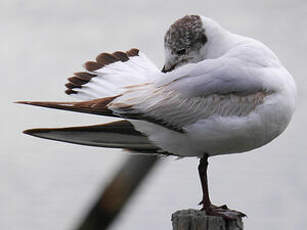 Mouette rieuse