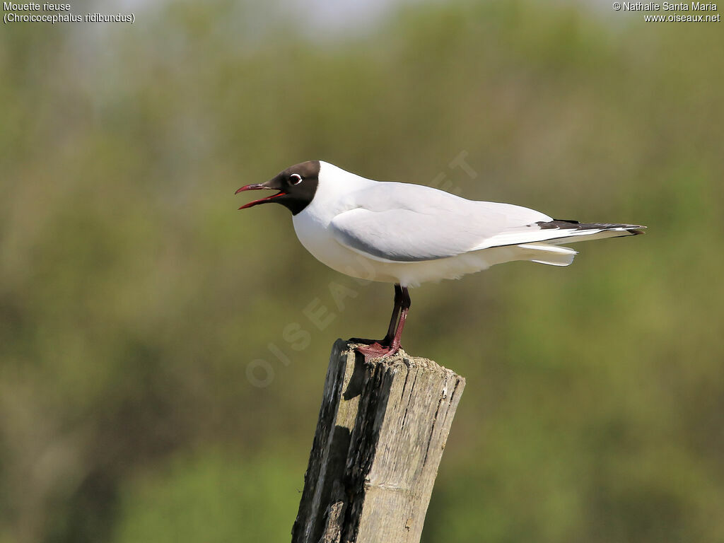 Black-headed Gulladult breeding, identification, Behaviour