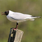 Mouette rieuse