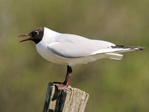 Mouette rieuse