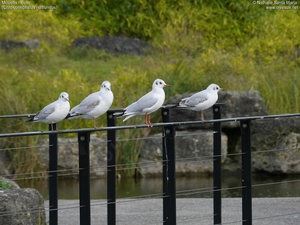 Black-headed Gullimmature, Behaviour