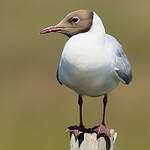 Mouette rieuse