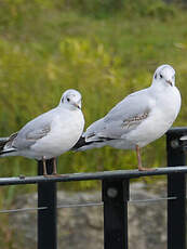 Mouette rieuse