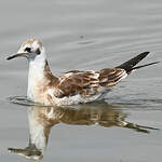 Mouette rieuse