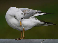 Mouette rieuse