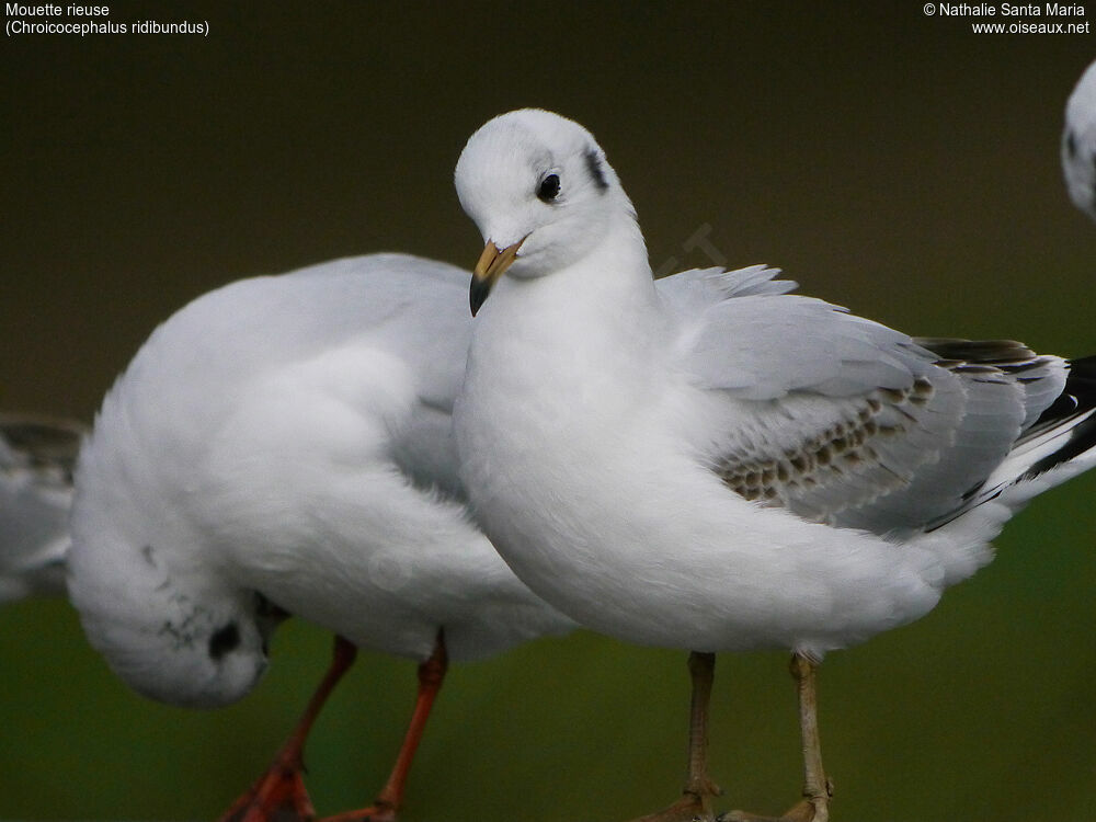 Black-headed Gullimmature, identification, close-up portrait, Behaviour