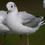 Mouette rieuse