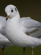 Black-headed Gull