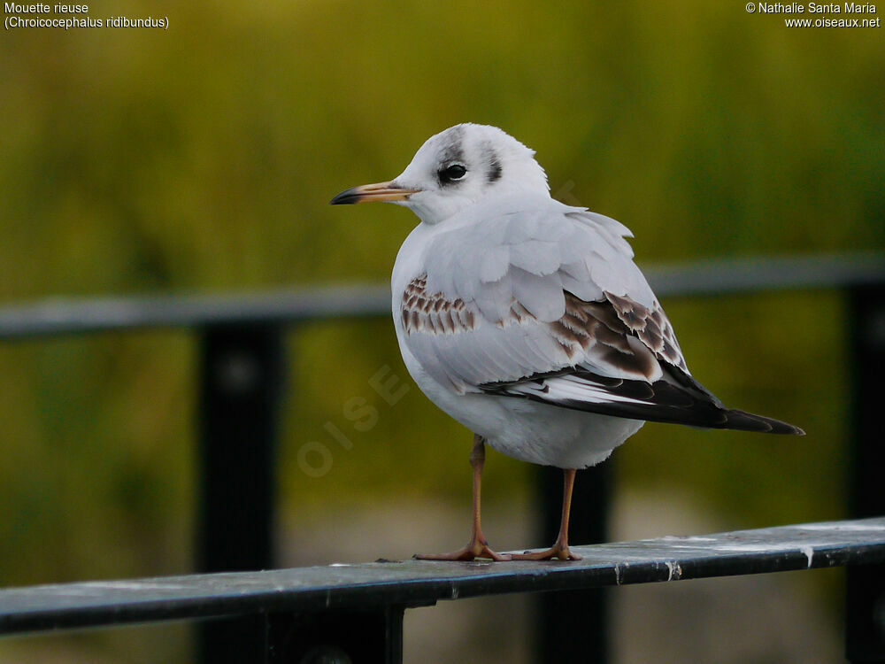 Mouette rieuseimmature, identification