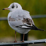 Mouette rieuse