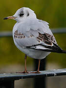 Mouette rieuse