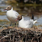 Mouette rieuse