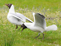 Black-headed Gull