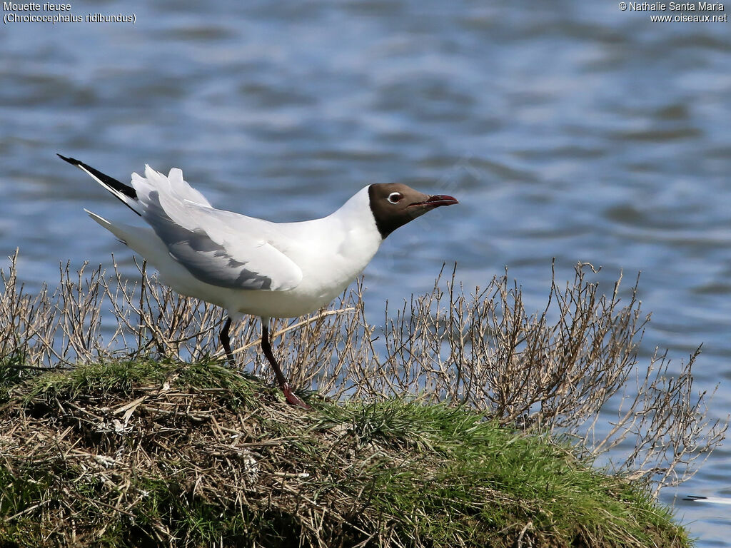 Black-headed Gulladult breeding, identification, habitat, Behaviour