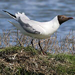 Mouette rieuse