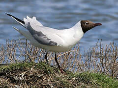 Black-headed Gull