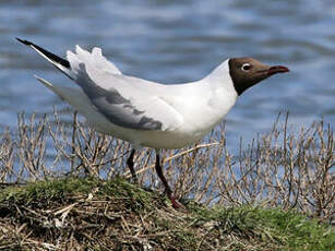 Mouette rieuse