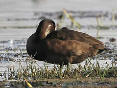 Southern Pochard