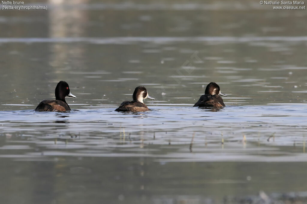 Nette bruneadulte, identification, habitat, nage