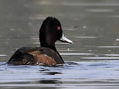 Southern Pochard