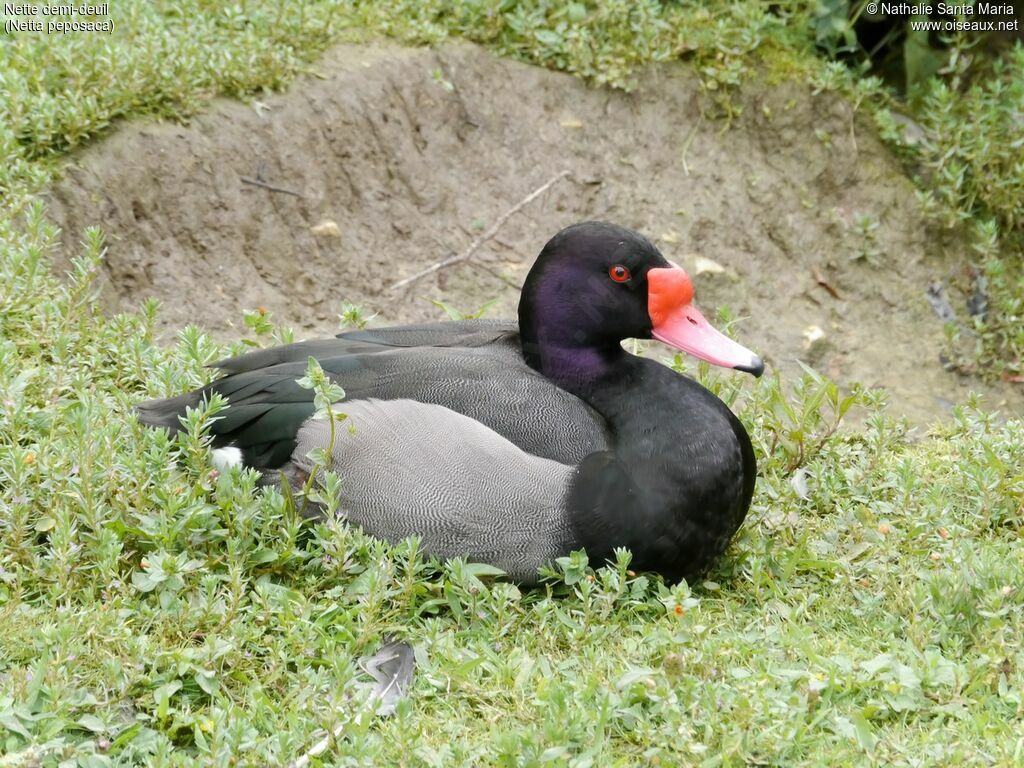 Rosy-billed Pochard male adult, identification