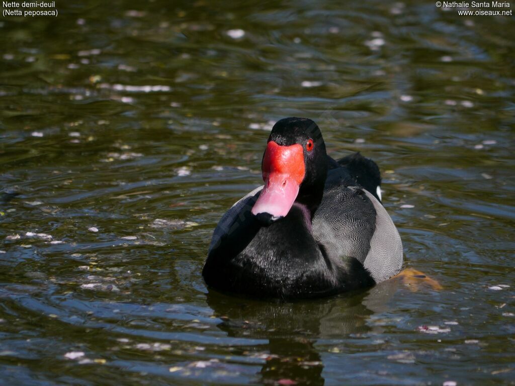 Rosy-billed Pochard male adult