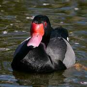 Rosy-billed Pochard