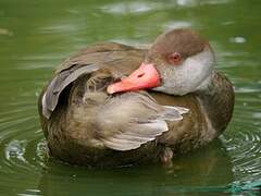 Red-crested Pochard