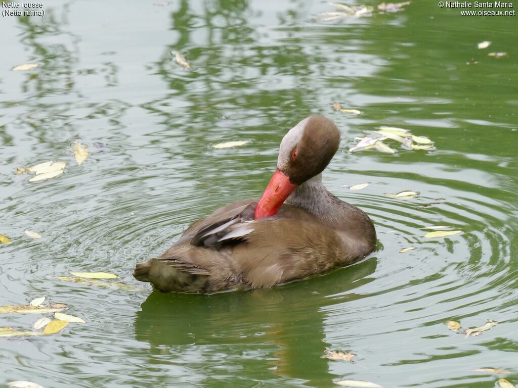 Red-crested Pochard male adult post breeding, identification, care