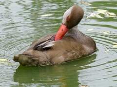 Red-crested Pochard