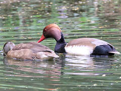 Red-crested Pochard