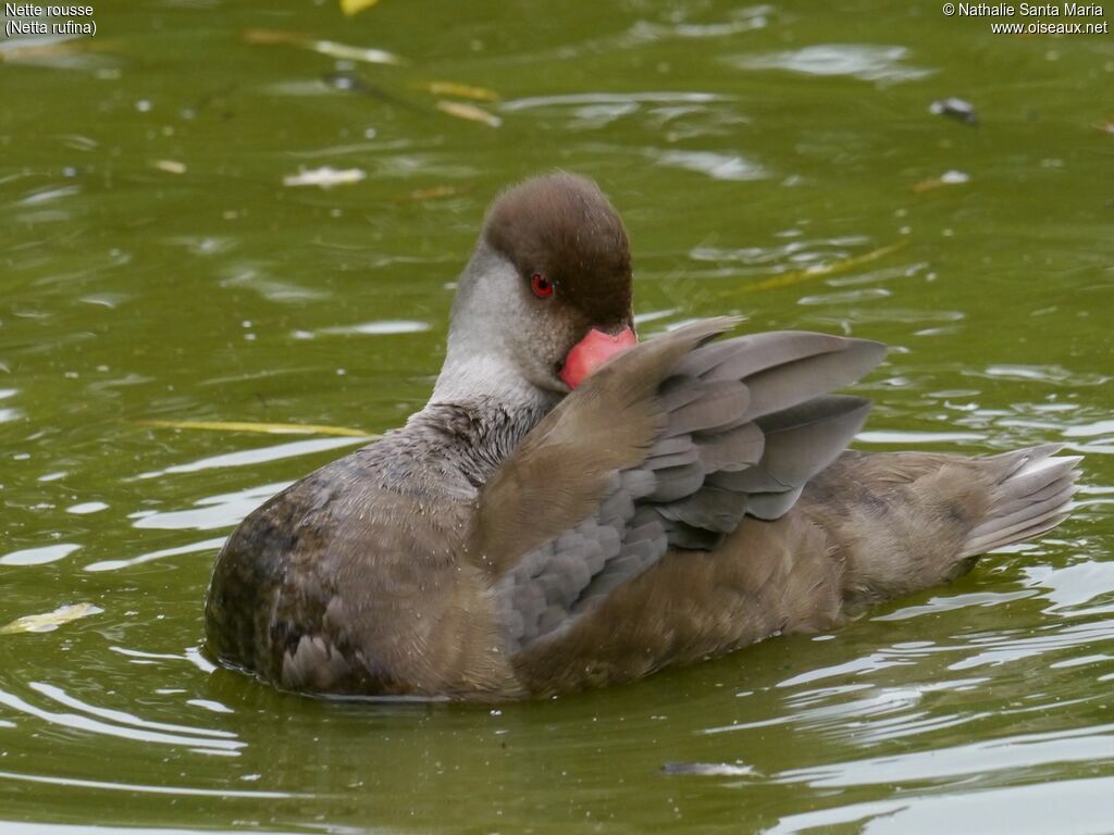 Nette rousse mâle adulte internuptial, soins, Comportement