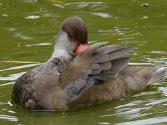 Red-crested Pochard